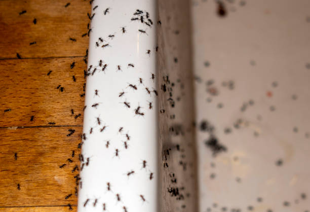Pepper Pike, OH Pest Control Company